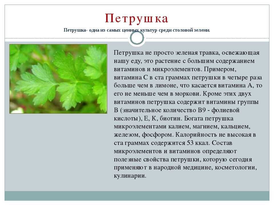 Полезные свойства петрушки и противопоказания. свойства семян и корня петрушки :: syl.ru