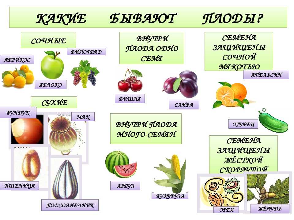 Что такое арбуз: фрукт, ягода или овощ?