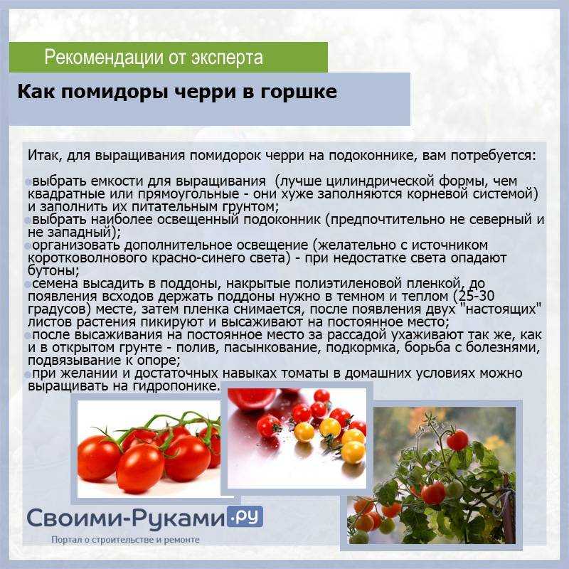 Все о выращивании томатов на подоконнике: от посева до сбора урожая на supersadovnik.ru