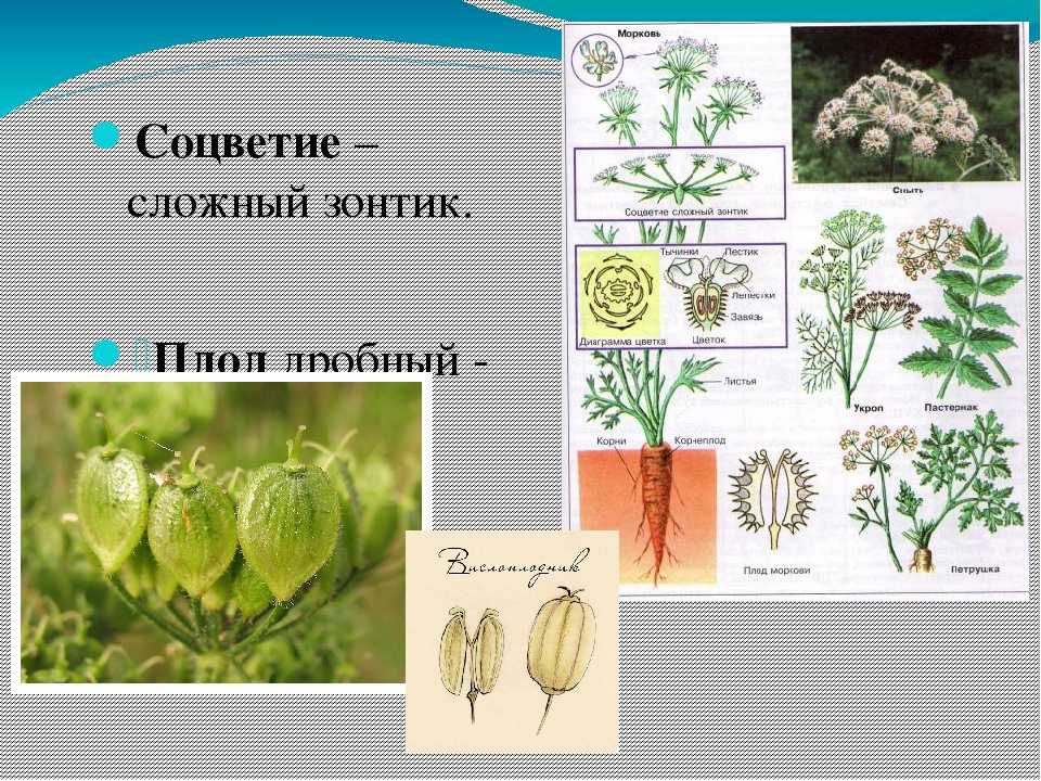Сложноцветные растения (астровые)