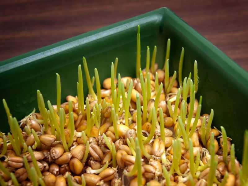 Живая пророщенная еда - проращивание пшеницы и остальных семян