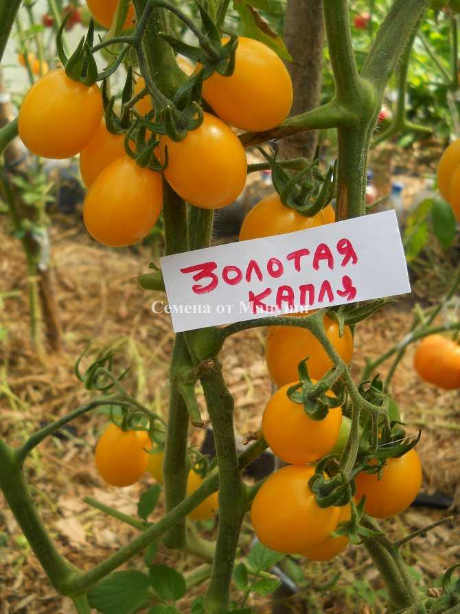 Томат медовая капля: отзывы, характеристика и описание сорта, фото, урожайность, видео