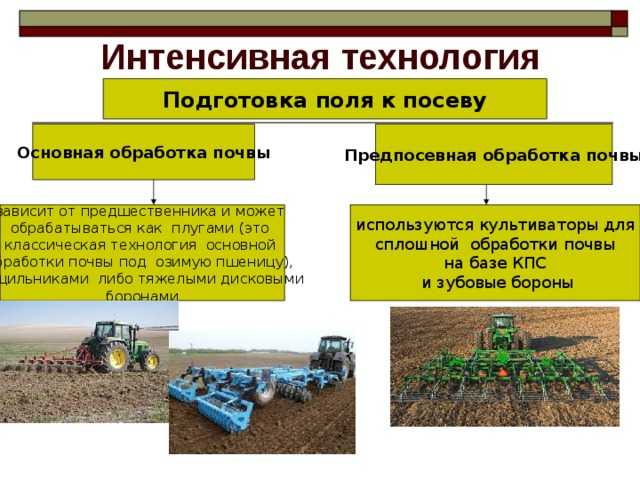 Выращивание гречихи: технологи и условия, от чего зависит урожайность, когда сеять и убирать урожай, откуда берется гречневая крупа
