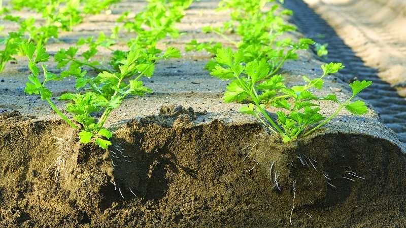 Как сажать сельдерей черешковый: выращивание и уход в открытом грунте