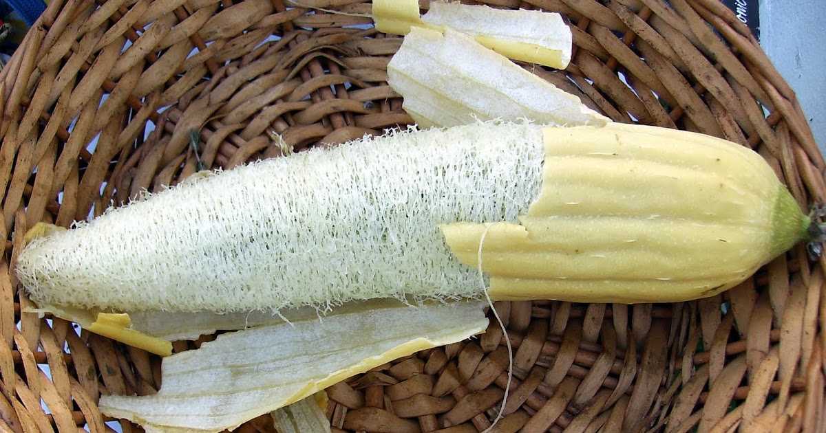 Как вырастить люффу из семян: советы агрономов