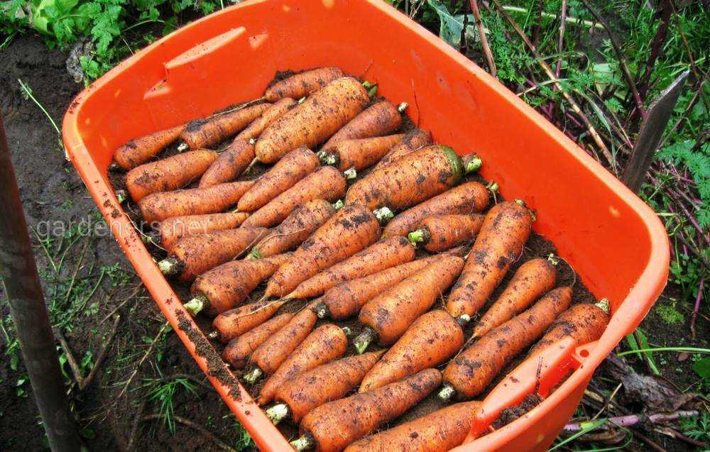 Что нужно учитывать при хранении моркови в погребе