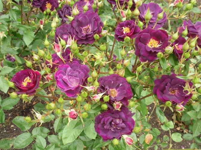 Сорта садовых роз, которые имеют нежно-сиреневые цветы