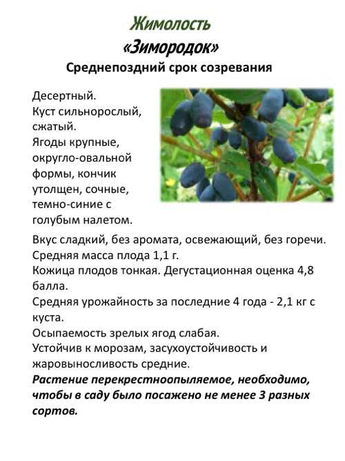 Жимолость: польза и вред для организма, как употреблять, фото