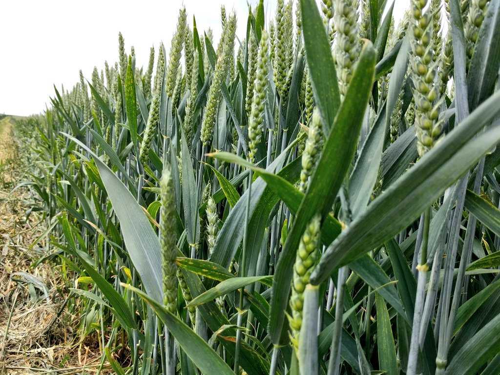 Озимая и яровая пшеница: отличия и сравнение урожайности, какую лучше выбрать
